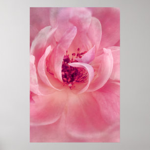 Pink Cloud Garden Rose Bokeh Background Template Poster