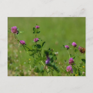 Pink clover on green meadow. postcard