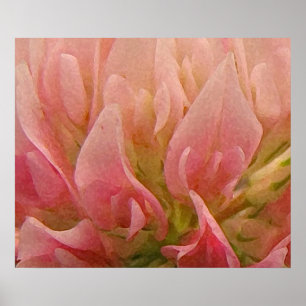 Pink Clover Poster