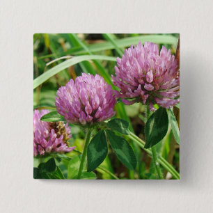 Pink Clover Wildflower - Trifolium pratense 15 Cm Square Badge