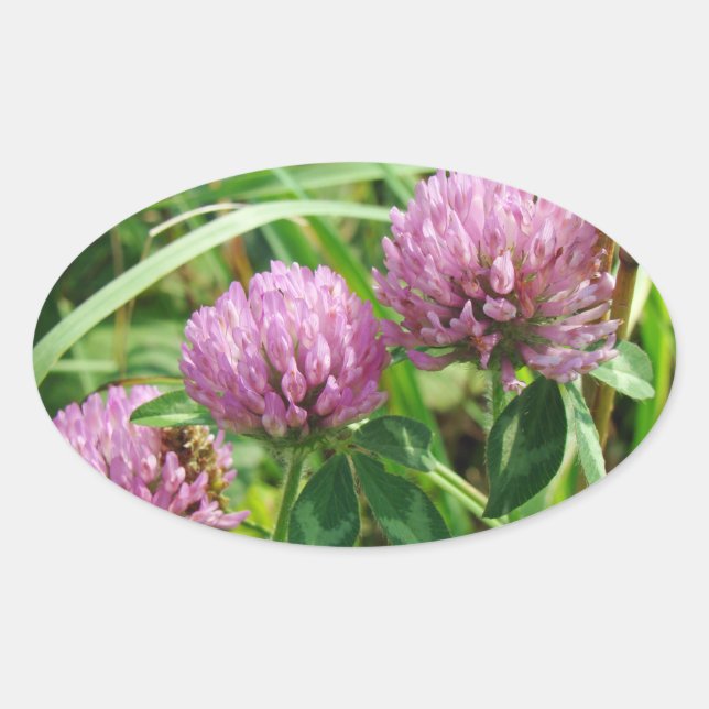 Pink Clover Wildflower - Trifolium pratense Oval Sticker (Front)