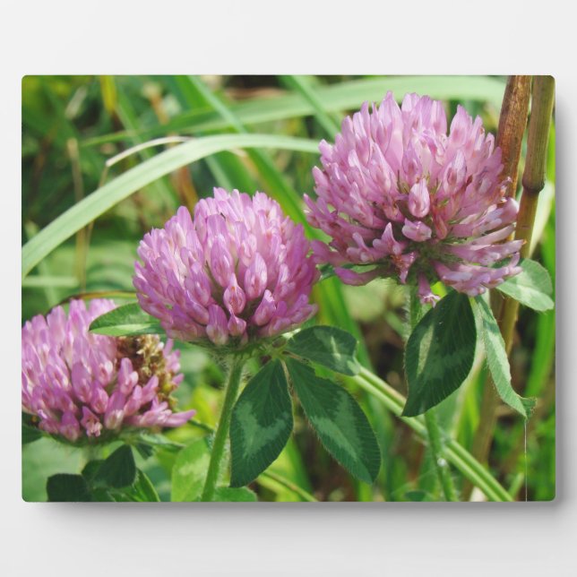 Pink Clover Wildflower - Trifolium pratense Plaque (Front)