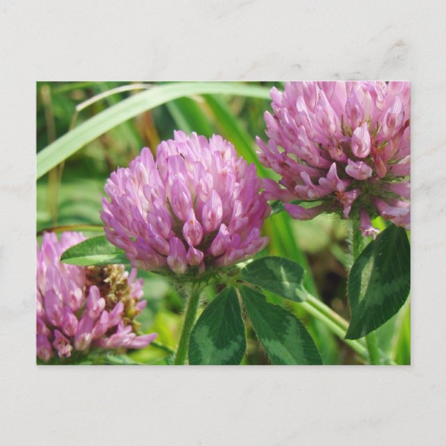 Pink Clover Wildflower - Trifolium pratense Postcard (Front)