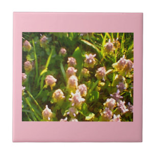 Pink Clovers Tile