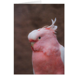 Pink Cockatoo
