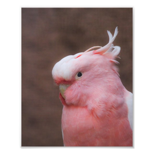 Pink Cockatoo Photo Print (Front)