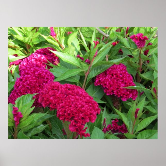 Pink Cockscomb Celosia Flowers Poster (Front)