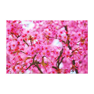 Pink colour Cherry Blossoms Canvas Print