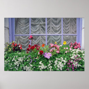 Pink Colourful flowerbox flowers Poster