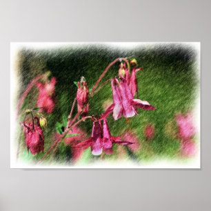 Pink Columbine Colour Pencil Flower Poster