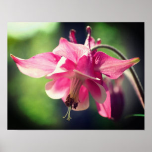 Pink Columbine Flower Close Up Poster