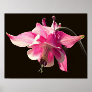 Pink Columbine Flower Close Up  Poster