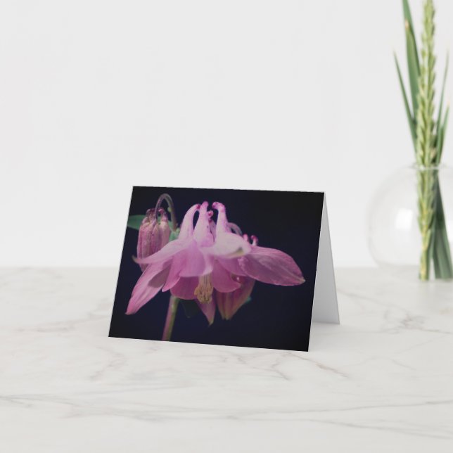 Pink Columbine Flower Photography Note Card (Front)