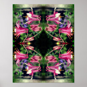 Pink Columbine Flowers Close Up Abstract  Poster