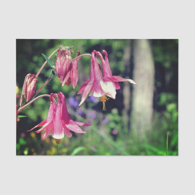 Pink Columbine Flowers Close Up Decoupage Tissue Paper (Front)
