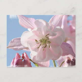Pink Columbine Flowers Postcard