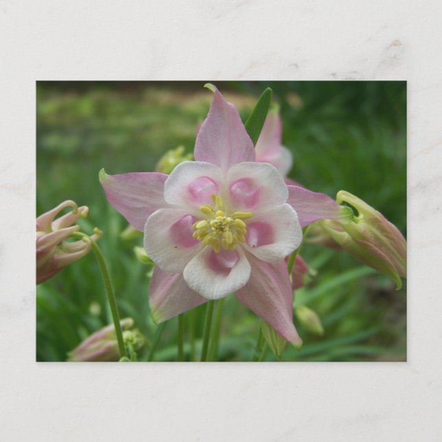 Pink Columbine Postcard (Front)