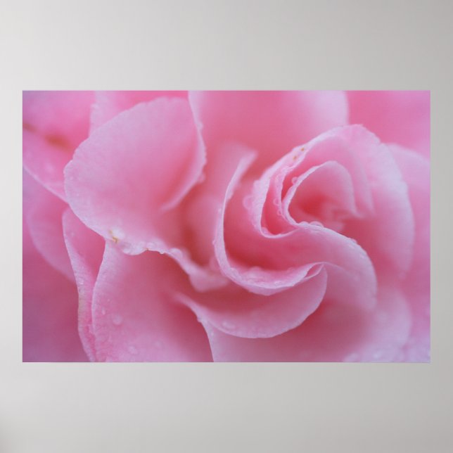 Pink Common Camellia Poster (Front)