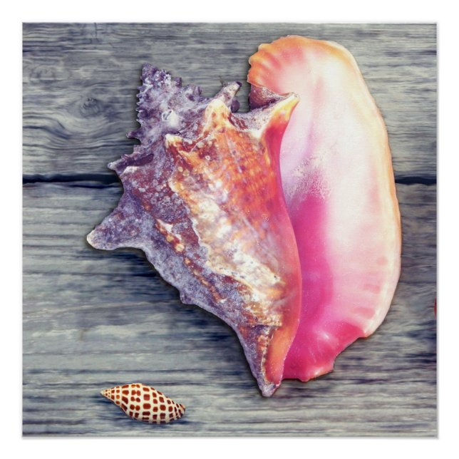 Pink Conch Junonia Seashell Photography Poster (Front)