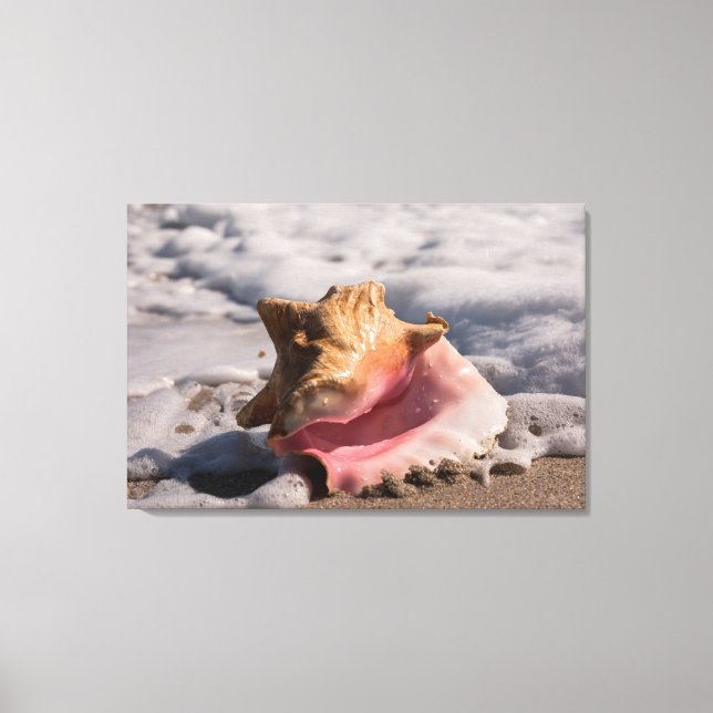 Pink Conch Shell Canvas Print (Front)