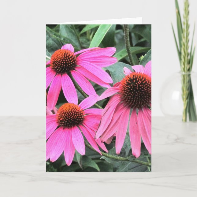 Pink Coneflower Greeting Card (Front)