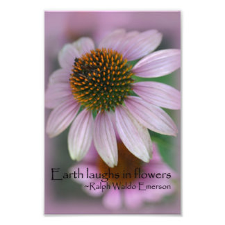 Pink coneflower macro photography print nature art