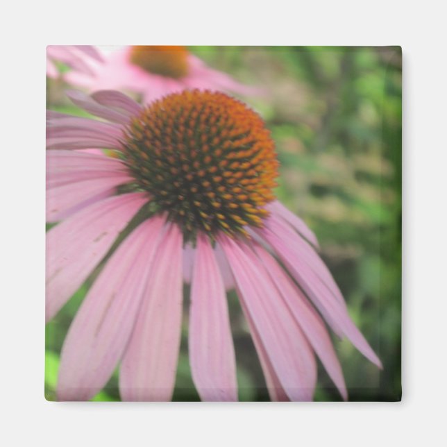 Pink Coneflower Magnets (Front)