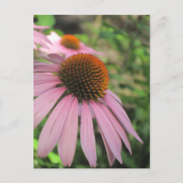 Pink Coneflower Postcards (Front)