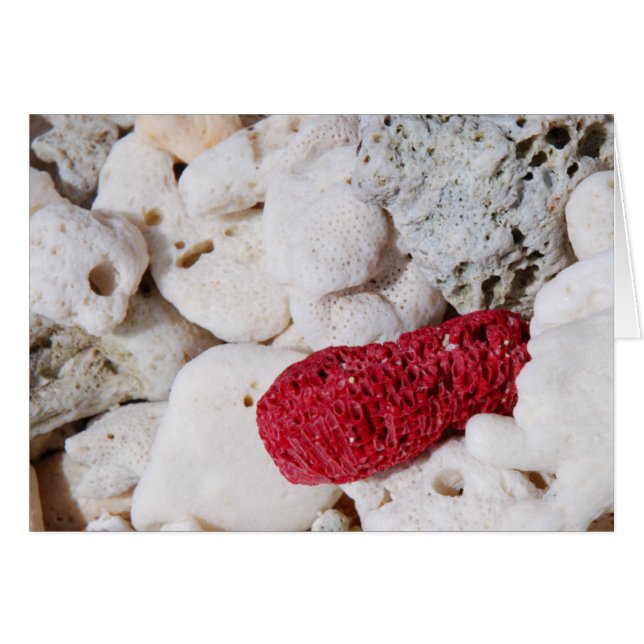 Pink Coral (Front Horizontal)