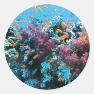 Pink Coral Classic Round Sticker