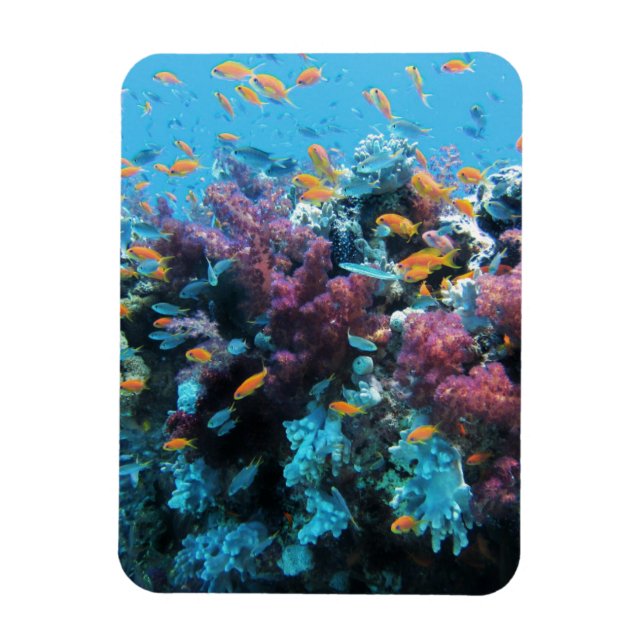 Pink Coral Magnet (Vertical)