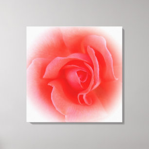 pink coral rose canvas print