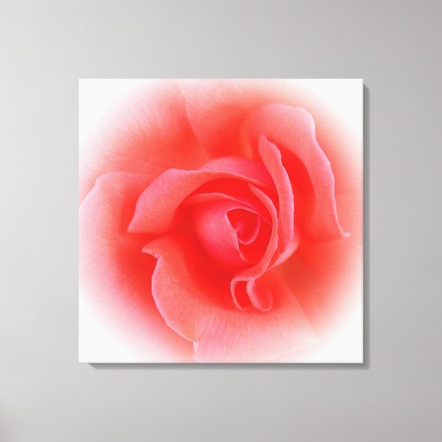 pink coral rose canvas print (Front)