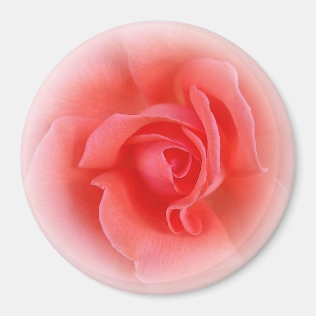 pink coral rose magnet (Front)