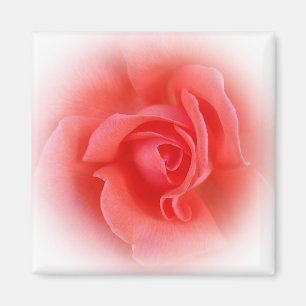 pink coral rose magnet