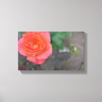 Pink Coral Rose Nature Photography Flower Plant