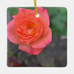 Pink Coral Rose Nature Photography Flower Plant Ceramic Tree Decoration