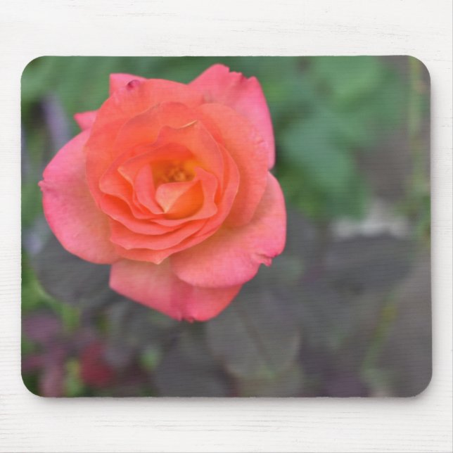 Pink Coral Rose Nature Photography Flower Plant Mouse Mat (Front)