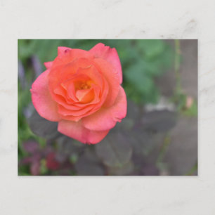 Pink Coral Rose Nature Photography Flower Plant Postcard