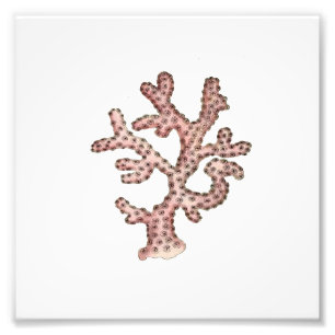 Pink Coral Sea Ocean Nautical Bathroom Photo Print
