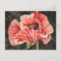 Pink Corn Poppy All Occasion Watercolor Postcard