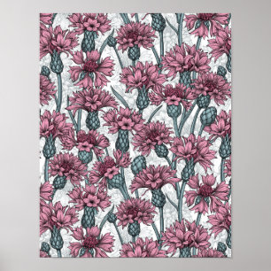 Pink cornflowers, wild flowers on white poster