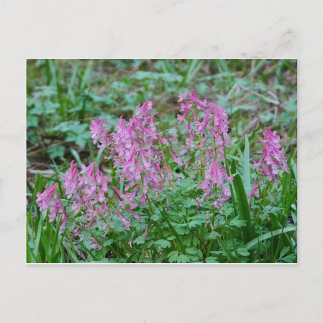 Pink Corydalis Flowers Postcard (Front)