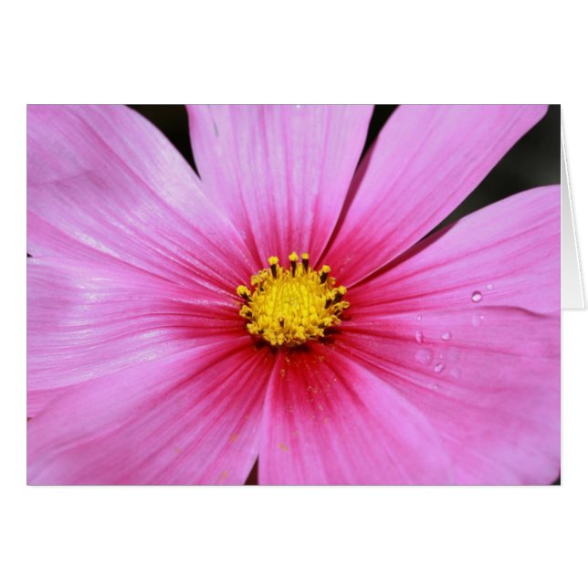 Pink Cosmo Blank Card (Front Horizontal)