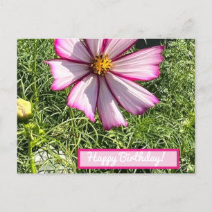 Pink Cosmo flower post card, Happy Birthday Postcard