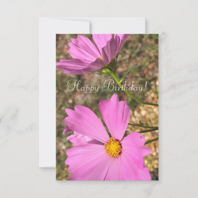 Pink Cosmo Flowers Summer Garden Photography Card (Front)