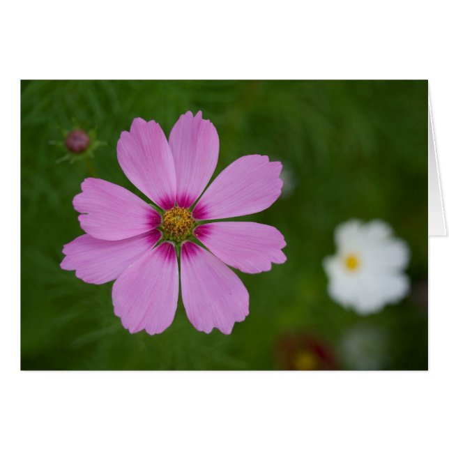 Pink Cosmos bipinnatus (Front Horizontal)
