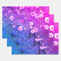 Pink Cosmos bipinnatus Flowers in Full Bloom