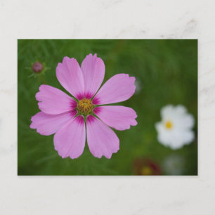 Pink Cosmos bipinnatus Postcard