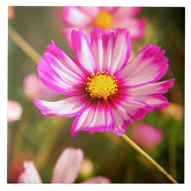 Pink cosmos,Cottage garden Rosalinde Tile (Front)